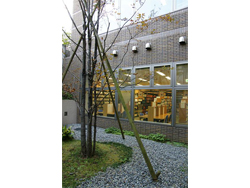 サンクンガーデンと沙羅の木