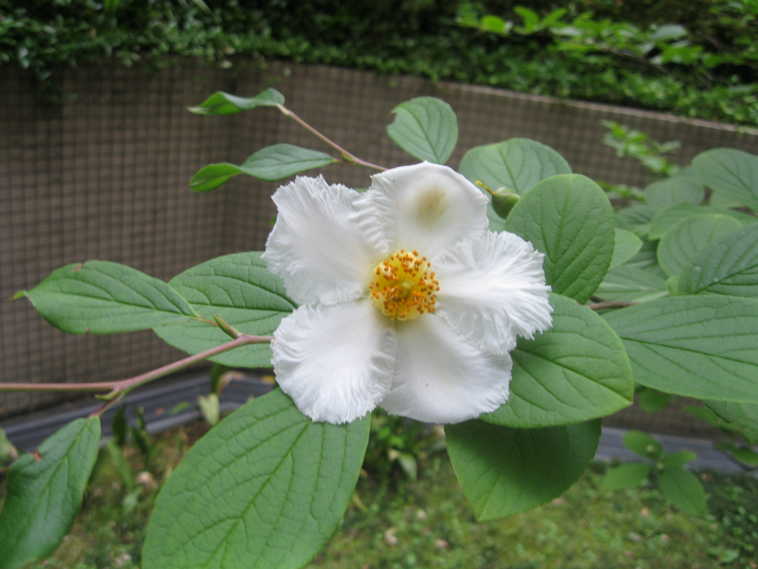 沙羅の花 の写真